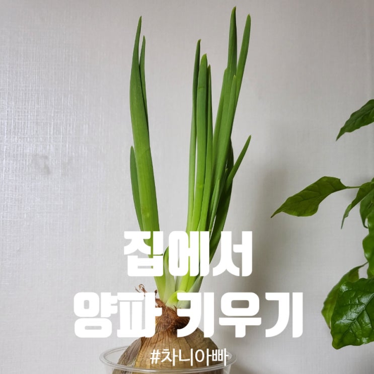  한겨울 집에서 물로 양파 키우기 후기