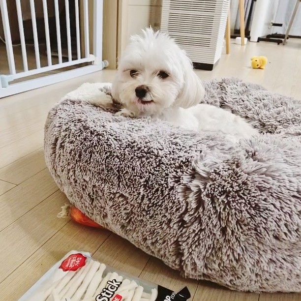  강아지 화이트 밀크스틱 우유껌 간식