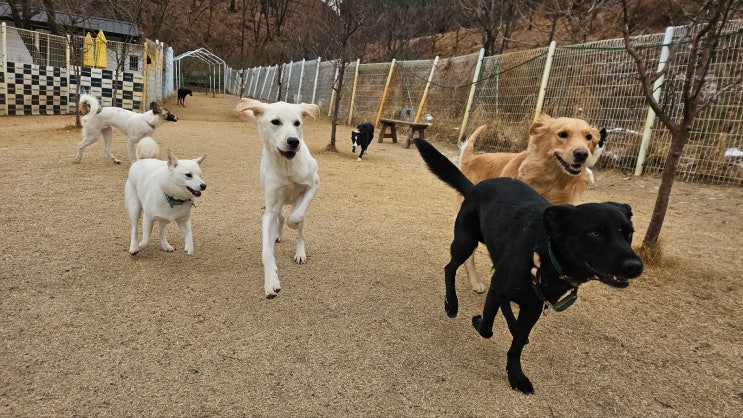  분당 애견유치원 :) 강아지 켄넬교육과 배변교육의 연관성