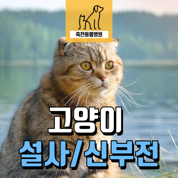 17살 고양이 설사를 자주 하고 살이 빠졌어요! 신부전 - 용인 구성 죽전동물병원