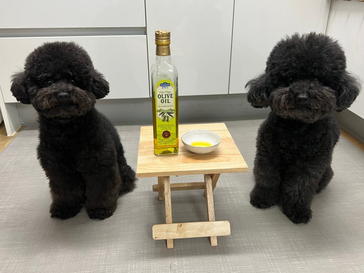  강아지 올리브오일 먹어도 되나요? 효능 주의할 점은?