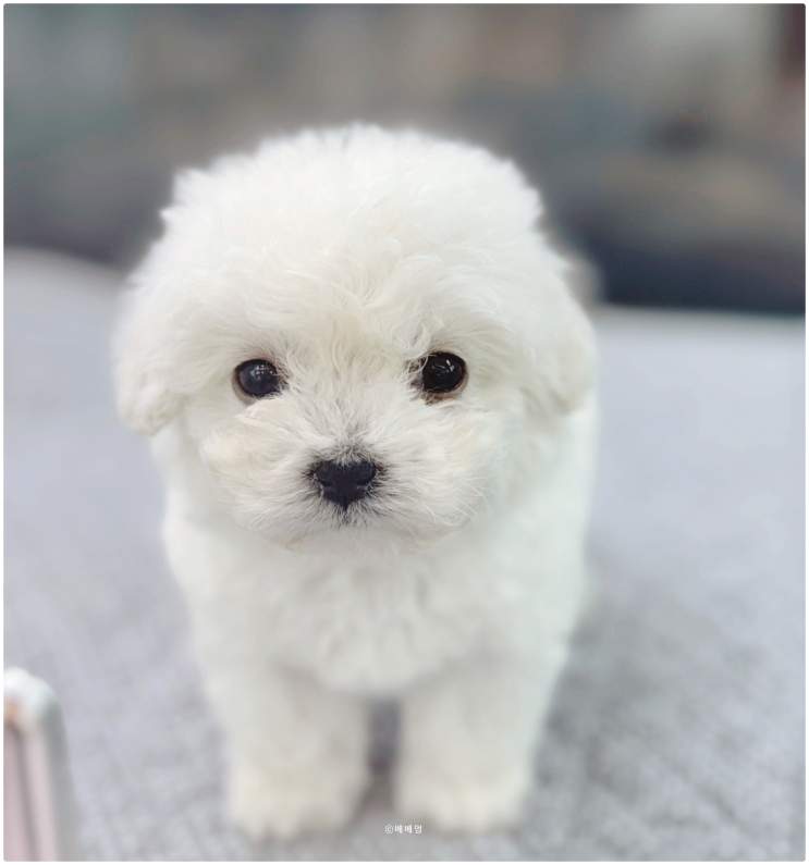  첫 반려견 입양기! 시흥 강아지 분양 베베멍에서 미니 비숑 데려왔어요