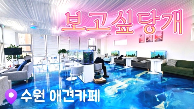  [수원애견카페] 루프탑과 수족관이 있는 보고싶당개