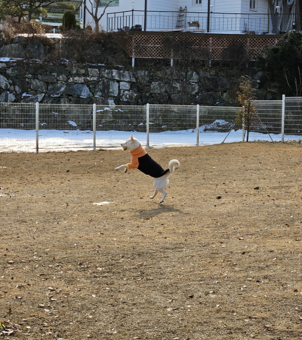 댕댕그라운드 사진 3