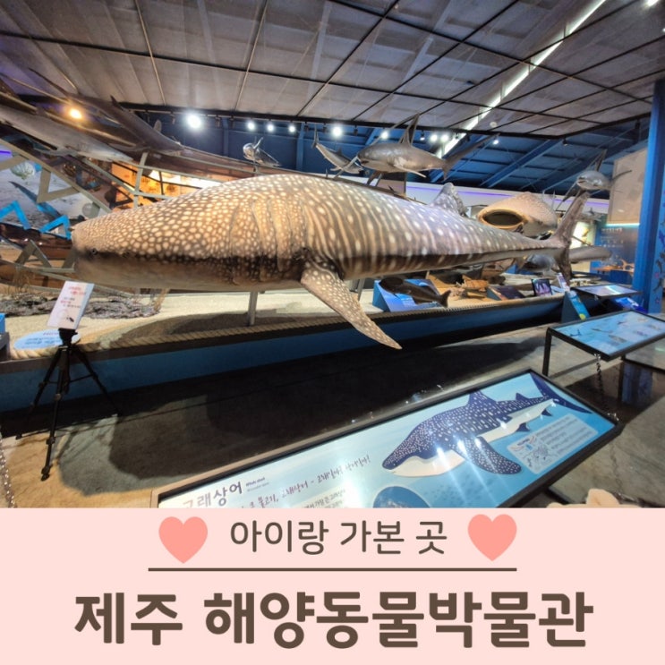  제주 해양동물박물관 아이랑 가볼만한곳 추천