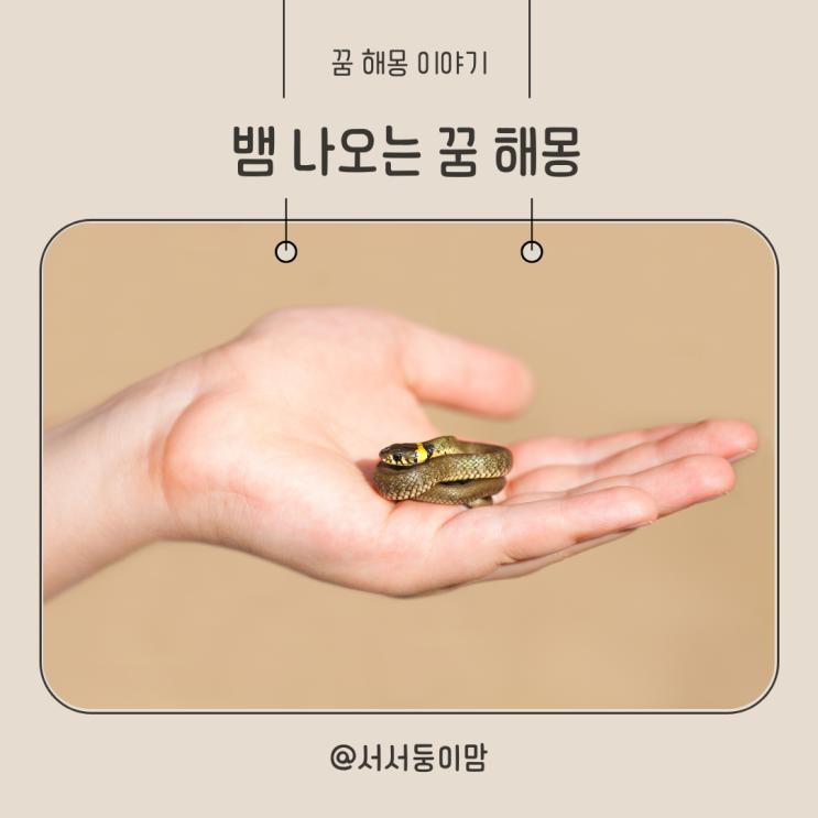  작은뱀 나오는 꿈 뱀 나오는 꿈 해몽 뱀 여러마리 나오는  뱀에 물리는 꿈 태몽 의미