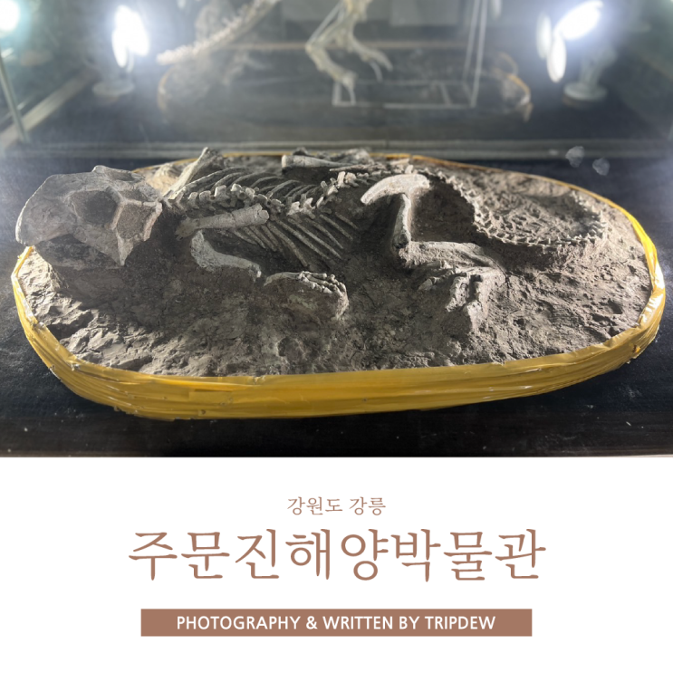  강릉여행 주문진해양박물관 무료관람