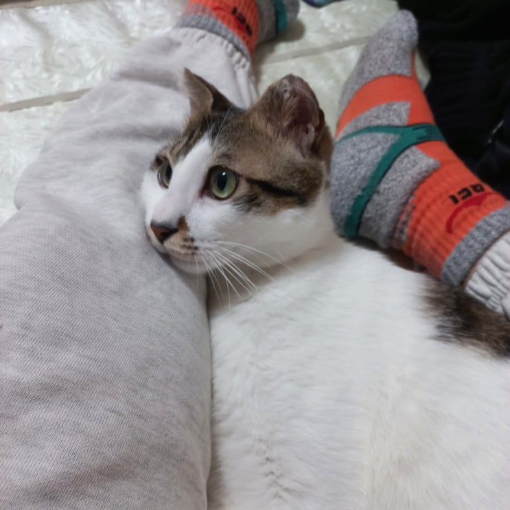  무탈한 하루를 바라는 아보하 무해력 뜻
