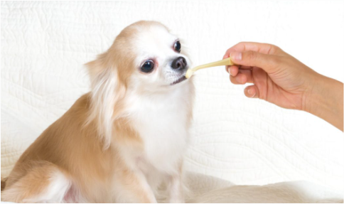  사람과 강아지 이빨 치아 차이점은!?