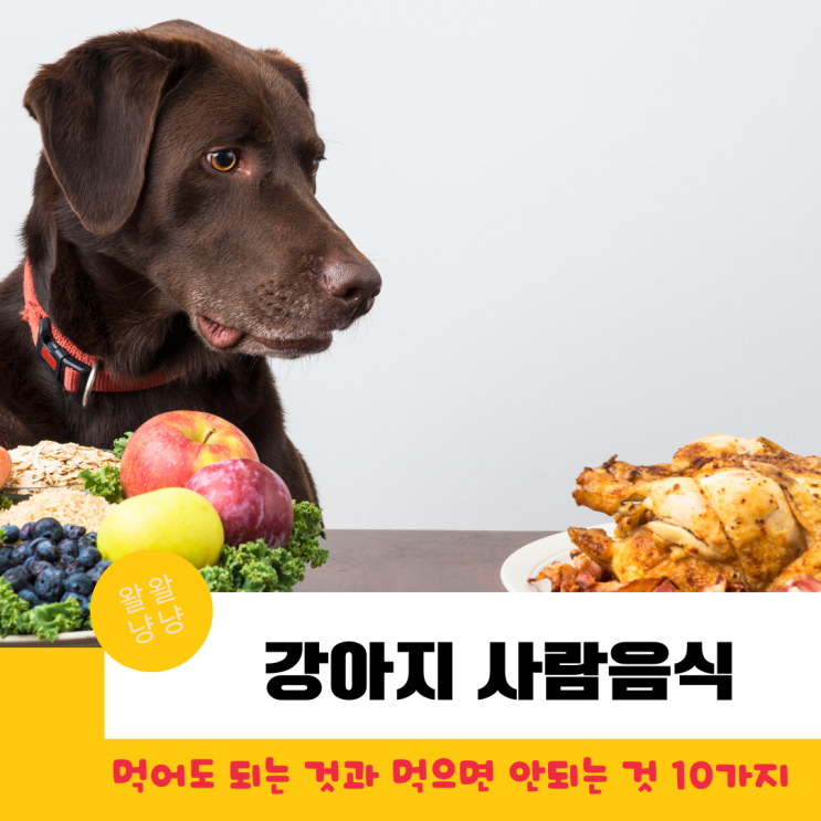  강아지 사람음식 먹을 수 있는 것과 절대 주면 안되는 음식 10가지