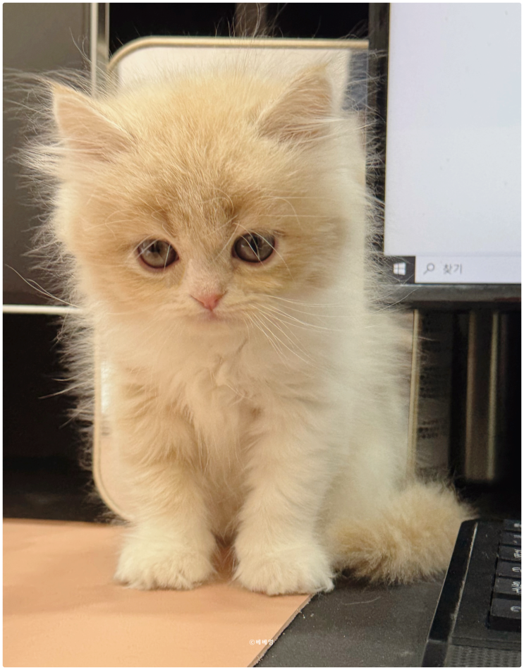  시흥 고양이 분양 샵에서 만난 브리티쉬 롱헤어 매력에 빠졌어요 :)