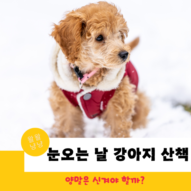 겨울철 눈오는 날 강아지 산책, 양말을 신겨야 할까? 주의사항은?