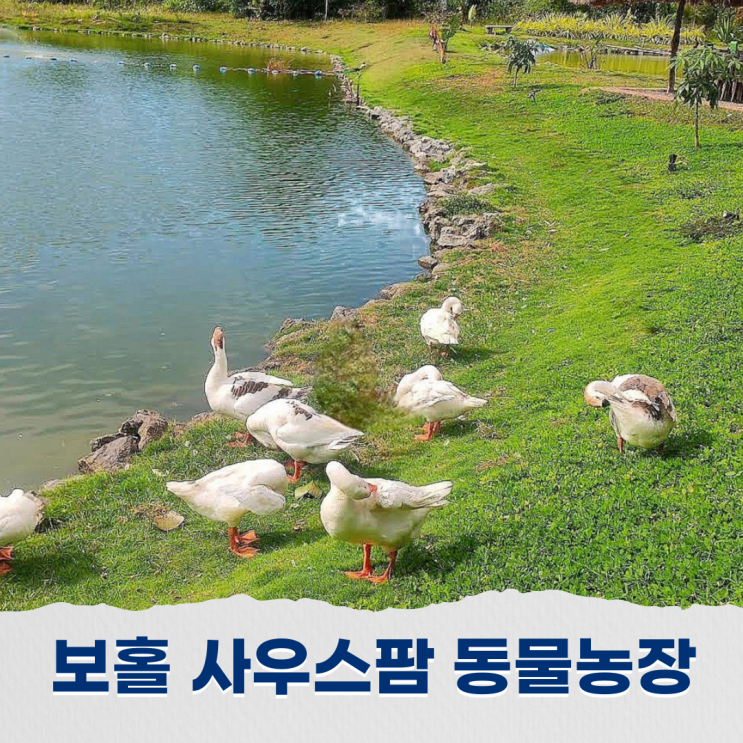  보홀 사우스팜 농장에서 데이유즈 사용하여 동물 먹이체험하기