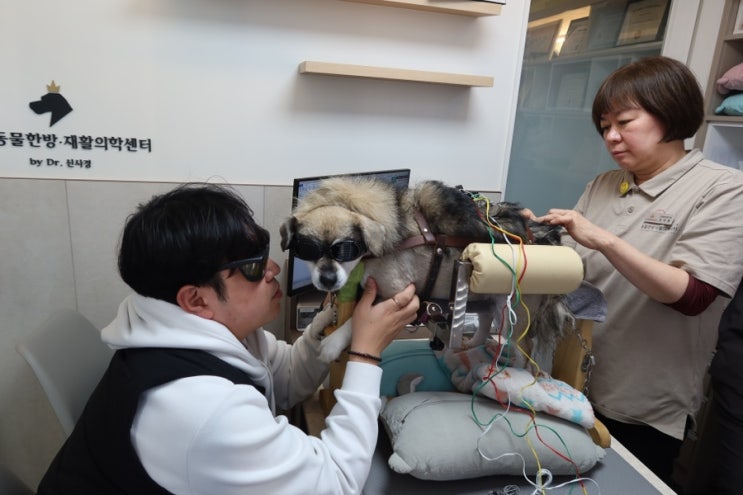  강아지 디스크 침치료 레이저 한방병원 다니는 중 2회차 기록