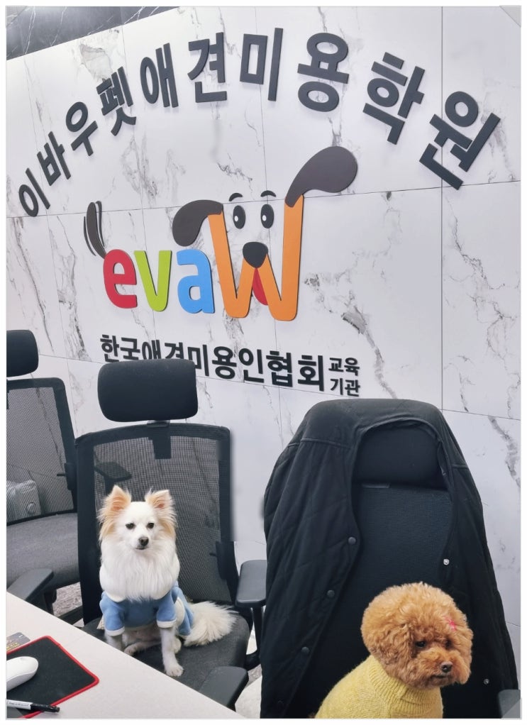  애견미용학원 일산점 안내 취업 창업을 준비하는 교육과정