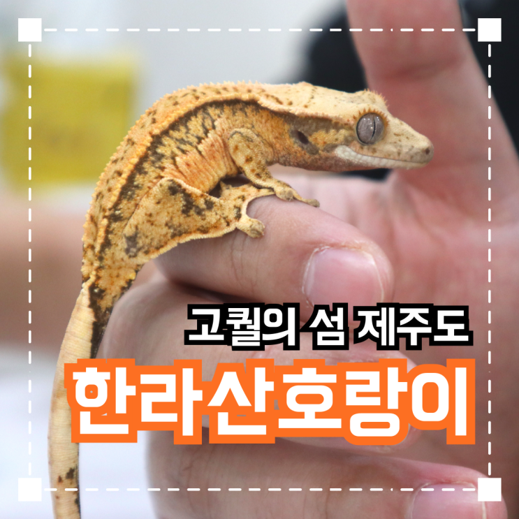  제주도 파충류샵 '한라산호랑이'