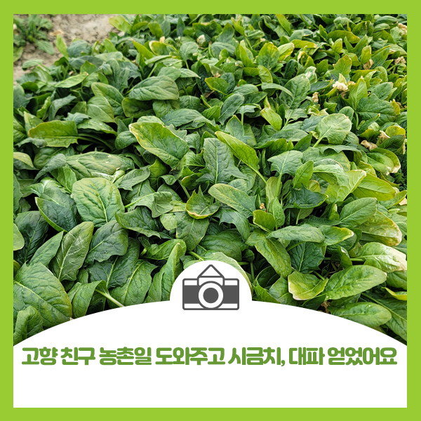  고향 친구 농촌일 도와주고 시금치, 대파 얻었어요