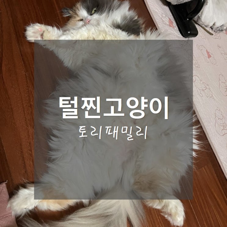  토리패밀리_ 털찐고양이 겨울나기!