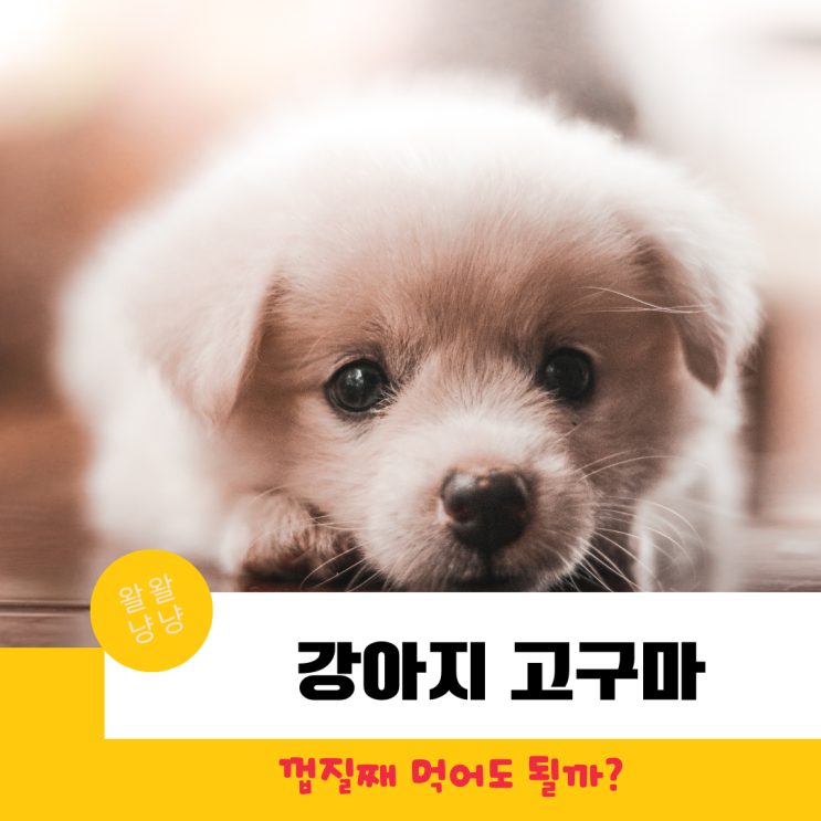  강아지 고구마 껍질 먹어도 될까?  찐고구마 하루 섭취량