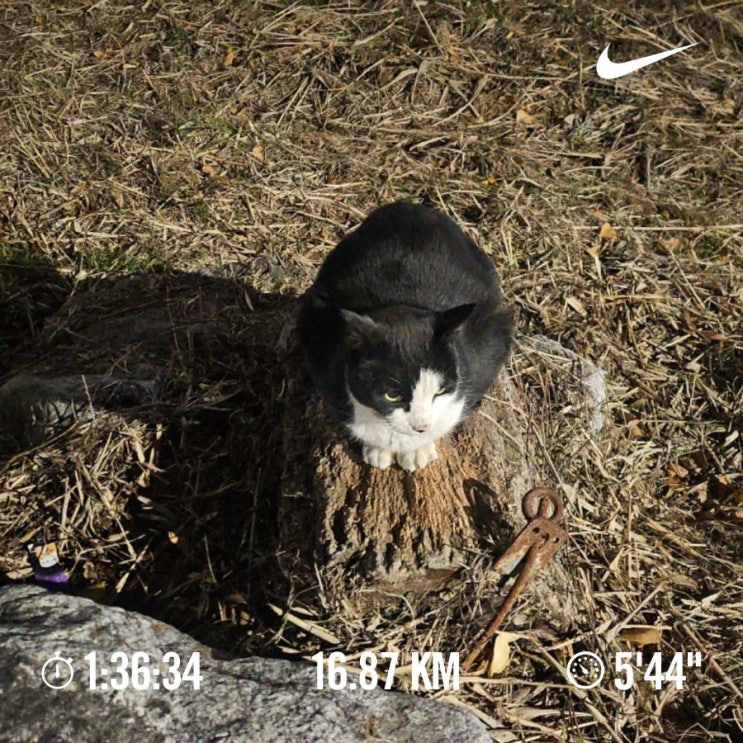 매일 10km 러닝 챌린지 1247일 차