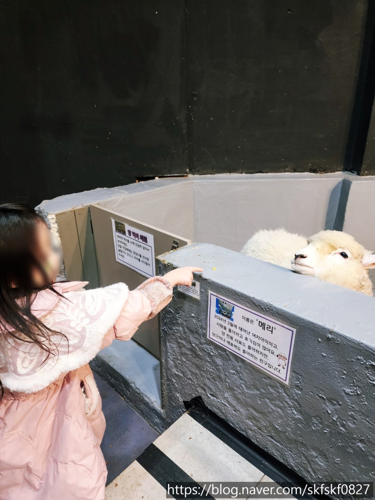  [수유 놀거리] 즐길거리 가득한 서울 동물 체험 카페, 쌍문동 키즈카페 쥬니버스