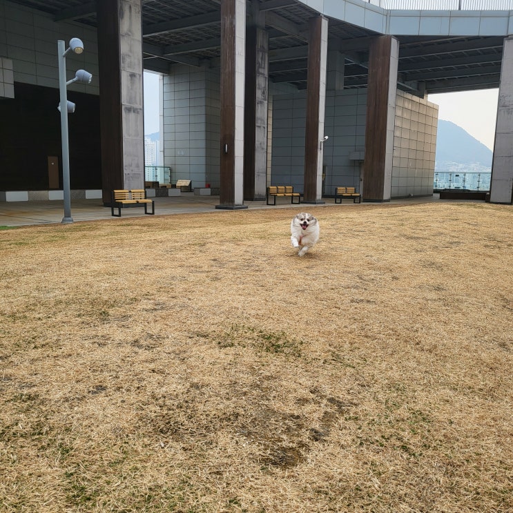  [부산/남포] 가까운 도심 속에 있는 애견 운동장 "어반독"
