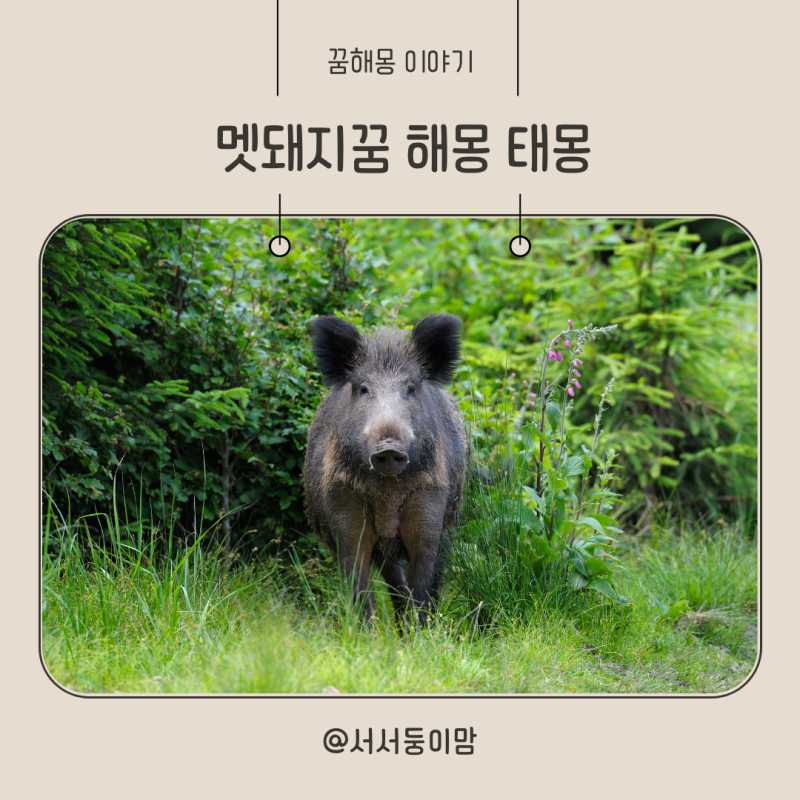 멧돼지꿈 다양한 해몽 알아보기 태몽
