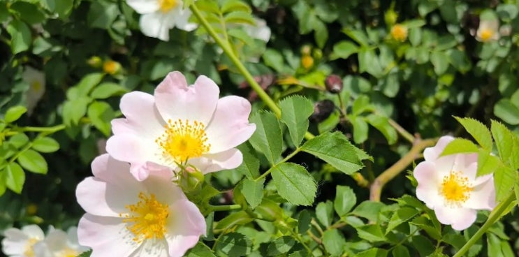  들장미 (찔레꽃) 꽃말에 대해 알아볼게요