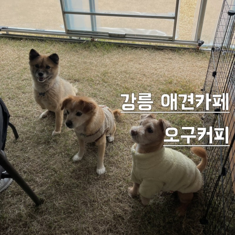 사진 4