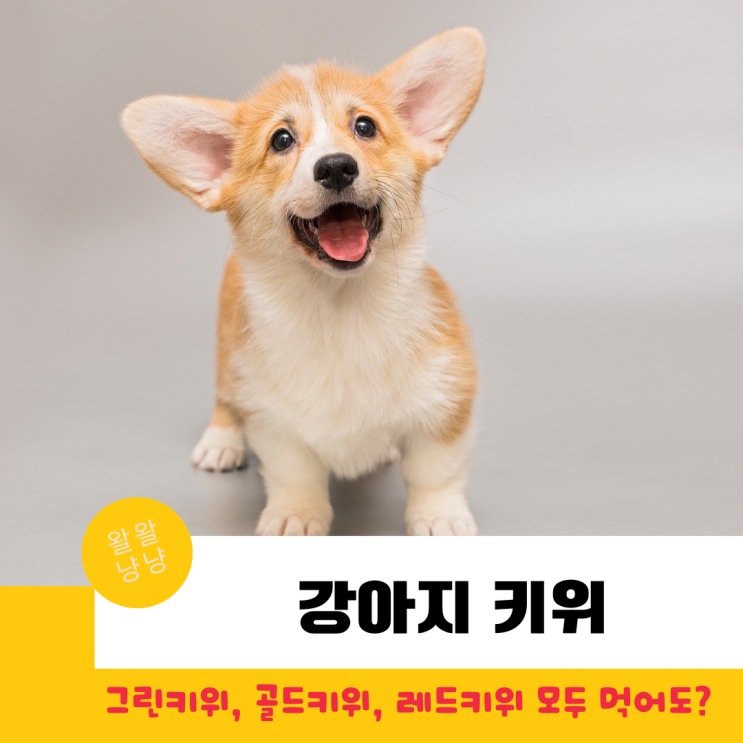  강아지 골드키위, 그린키위, 레드키위 먹어도 되나요? (하루 급여량, 주의사항)