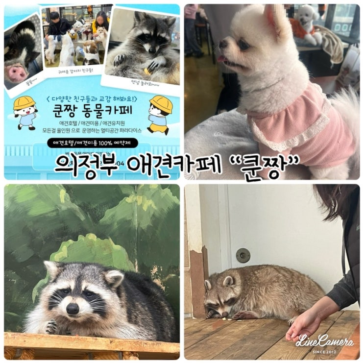  의정부 애견카페 "쿤짱" 반려동물 없이도 입장가능한 카페