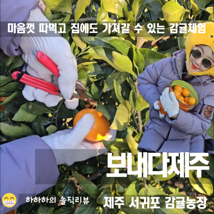  겨울여행 제주가볼만한곳 서귀포 보내다제주 감귤농장 귤따기