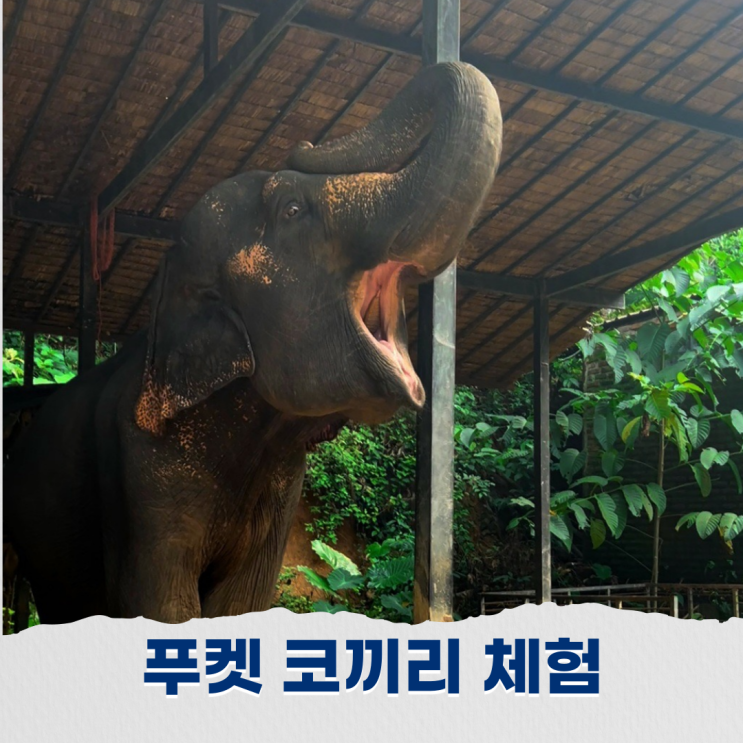  푸켓 코끼리 체험 먹이주기와 함께 목욕하며 교감하기