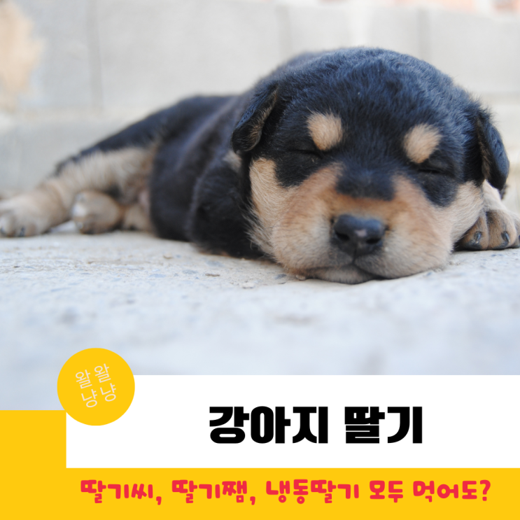  강아지 딸기씨, 딸기쨈, 냉동딸기 먹어도 되나요?