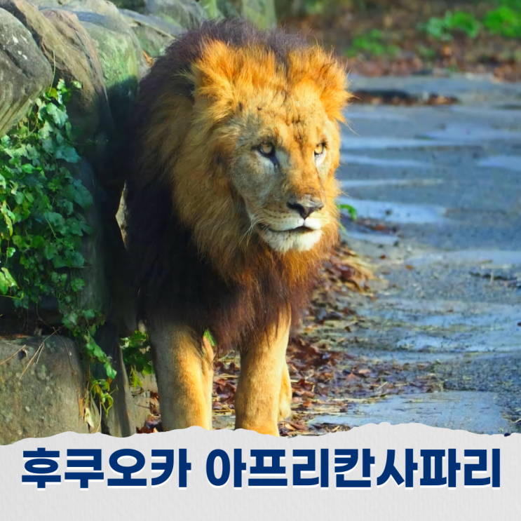 후쿠오카 아프리칸 사파리 정글버스 타고 먹이체험하며 동물들과 교감하기