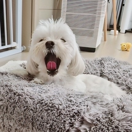  강아지 하품하는 행동 이유