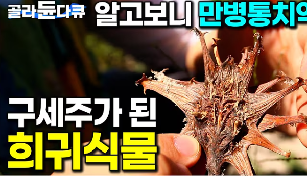 하파고크림 무릎아플때 쓰는 이유