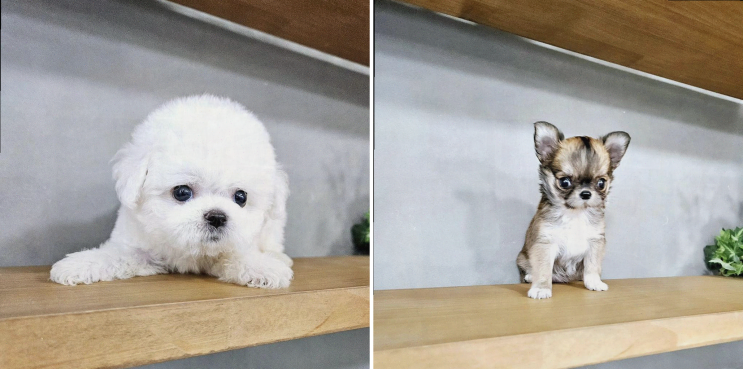  인천강아지분양, 강아지와의 특별한 생일