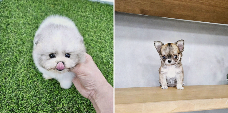  인천 강아지분양, 따뜻한 서비스로 가족을 맞이한 아이러브독 인천점