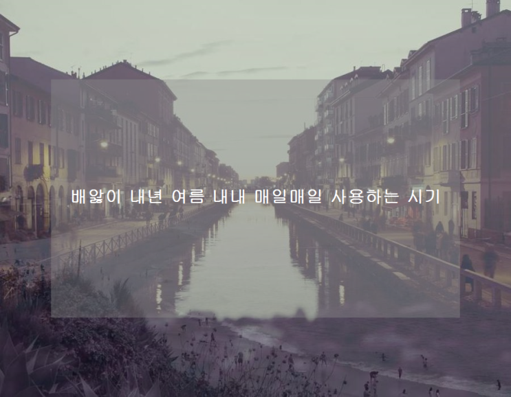  배앓이 내년 여름 내내 매일매일 사용하는 시기