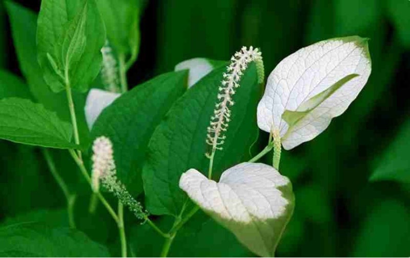 국산 삼백초추출물 삼백초차 효능 150티백