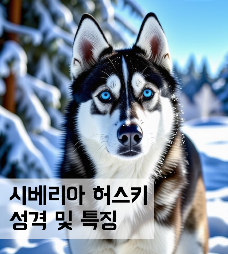  시베리아 허스키 성격 특징 활동량 건강