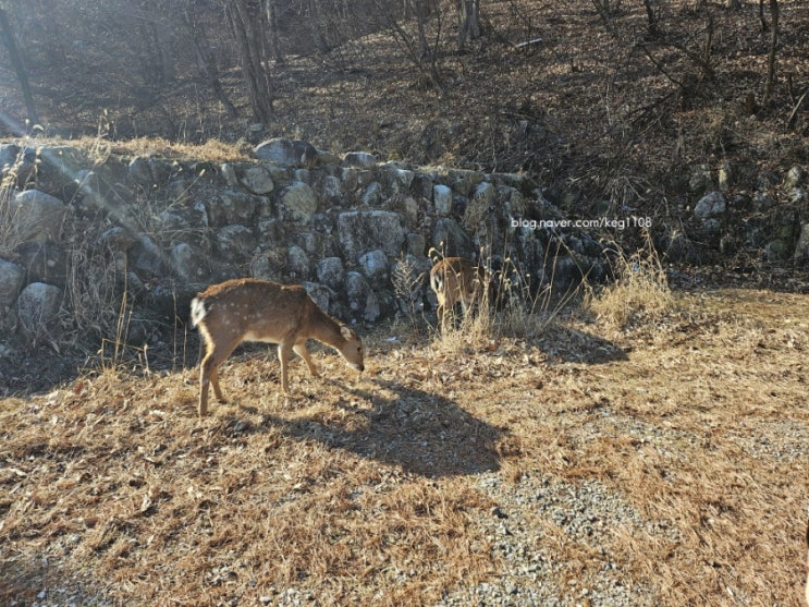  [호캉스] 강원도 속초 켄싱턴리조트 설악밸리 내돈내산 4살 7개월 아기랑 로얄스위트 바젤 35평 독채 6인 숙소 추천