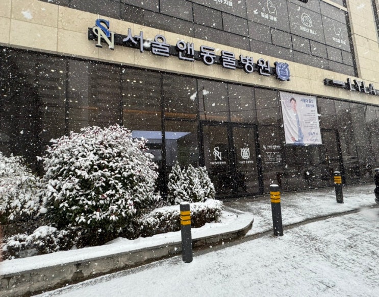  광주 동물병원 서울앤동물병원 - 강아지 건강검진