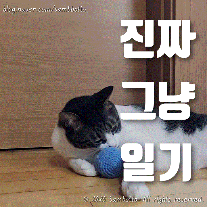  진짜 그냥 일기 | 계란말이를 잘 말아버리면 기분이 좋거든요 | 행복하게 게을러져버리는 금요일 연차
