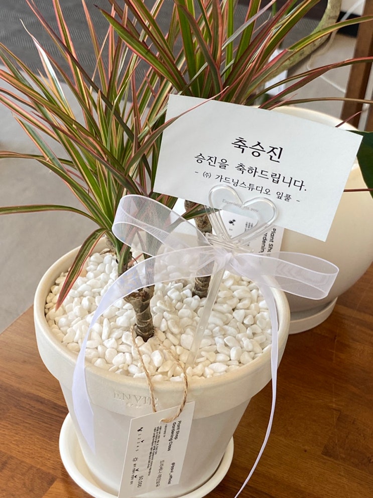  신혼부부집들이선물 원주승진화분으로 딱인 세상힙한 원주감성식물샵, 잎풀