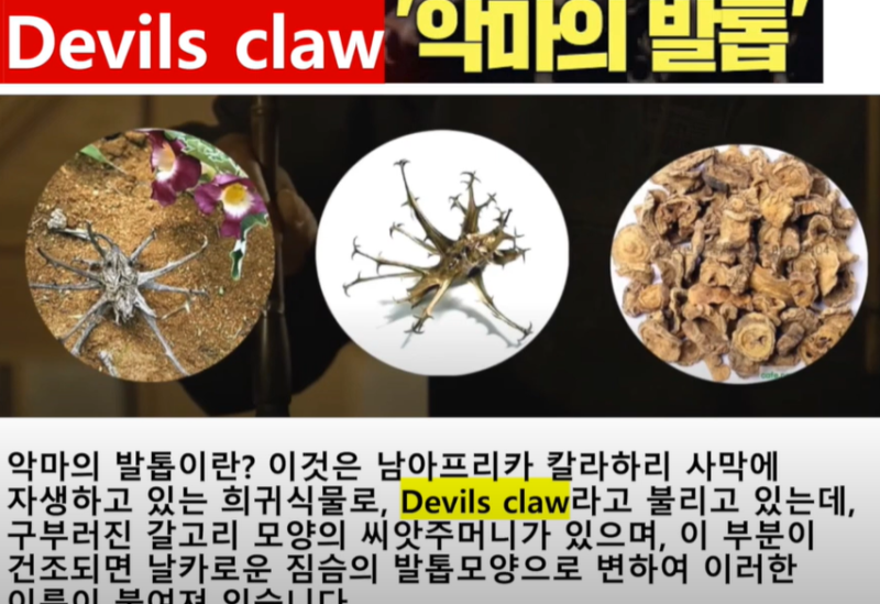 하파고크림 2차 후기