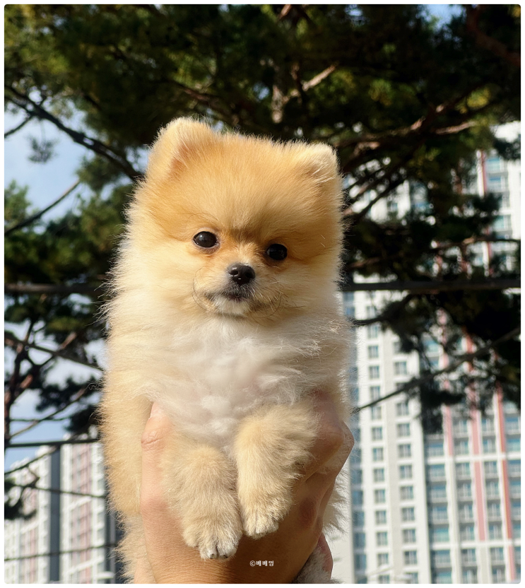  인형 같은 외모의 강아지 포메라니안 분양받았어요!