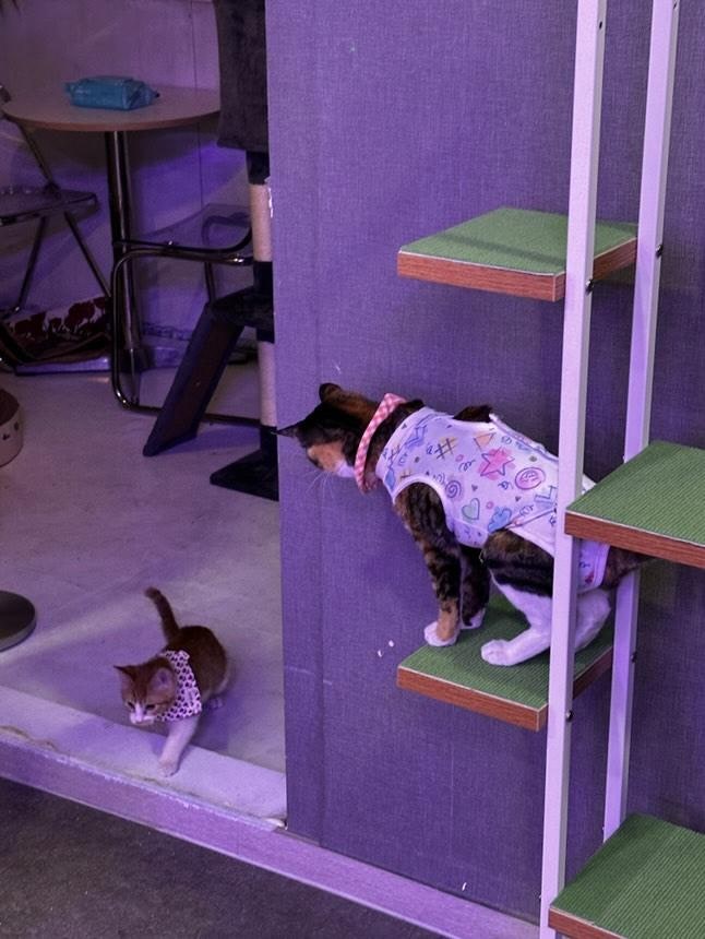  우리 합사중인데 왠 쪼매니가 나한테 개긴다 냥 고양이 데려온 다음날 바로 합사 상세 후기