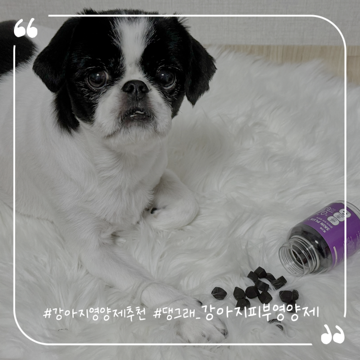  강아지영양제추천 댕그래 강아지피부영양제